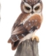 Brown Owl Sitting On Tree Stump