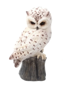 White Owl Sitting On Tree Stump