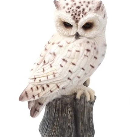 White Owl Sitting On Tree Stump