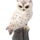 White Owl Sitting On Tree Stump